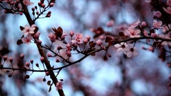 Blossoms flowers bokeh depth of field pink wallpaper
