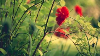 Flowers grass plants macro poppy wallpaper