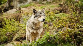 Forest grass wildlife wolves wallpaper