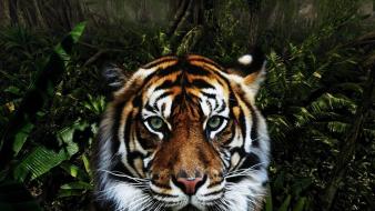 Jungle animals tigers wallpaper