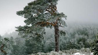 Landscapes nature snow trees forest fog spain wallpaper