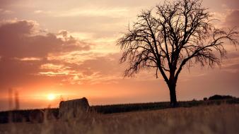 Landscapes nature trees germany fields wheat skies wallpaper