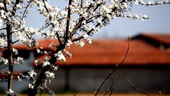 Nature flowers white flowered trees blurred background wallpaper