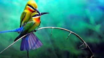 Nature forest birds bee eaters wallpaper