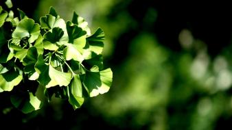 Nature leaves plants depth of field blurred background wallpaper