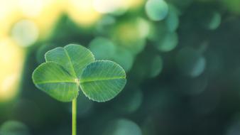 Summer plants bokeh clover bright photomanipulation sunny wallpaper