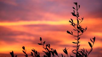 Sunset silhouette plants wallpaper