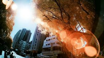 Trees cityscapes multicolor yiu yu hoi wallpaper