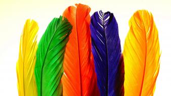 3d colors feathers wallpaper