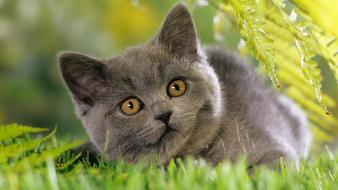 Animals cats tanks wallpaper
