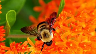 Bees flowers insects leaves macro wallpaper