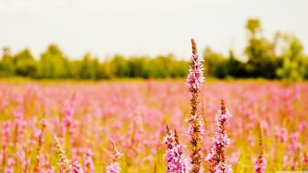 Fields nature plants wallpaper