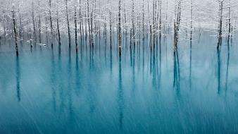 Forests nature trees winter wallpaper