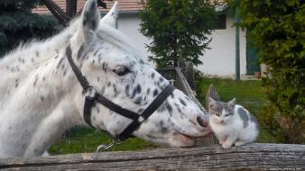 Animals cats horses kissing nature wallpaper