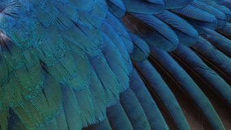 Birds feathers wallpaper