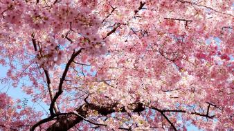 Blossom flowers trees wallpaper