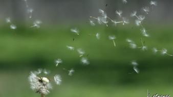 Bobby strange bstrange dandelions wallpaper
