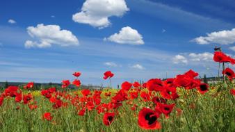 Clouds flowers grass landscapes poppies wallpaper