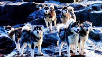 Dogs husky wallpaper