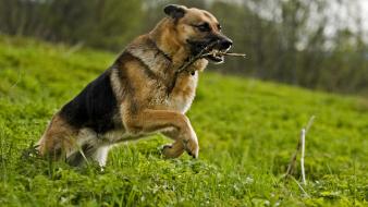 German shepherd animals animal world dogs nature wallpaper