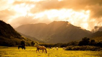 Grass horses scenic wallpaper