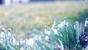 Snowdrops white flowers wallpaper