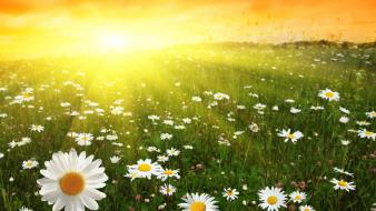 Sun daisy flowers nature wallpaper