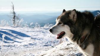 Alaskan malamute animals dogs wallpaper