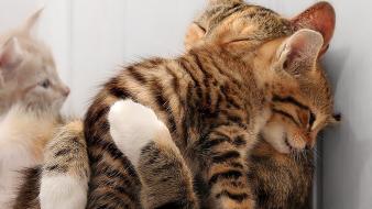 Animals baby cats kittens nature wallpaper