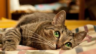Animals big eyes cats green lying down wallpaper