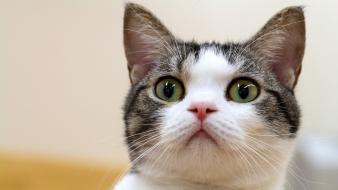 Animals blurred background cats green eyes kittens wallpaper