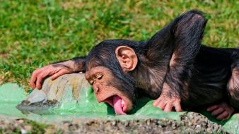 Animals chimpanzee licking monkeys nature wallpaper