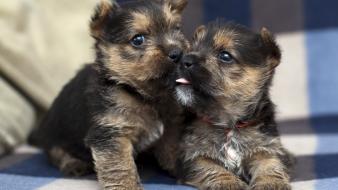 Animals dogs pets puppies wallpaper