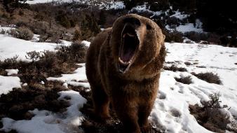 Artwork bears mountains paint snow wallpaper