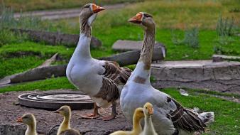 Baby birds geese nature wallpaper