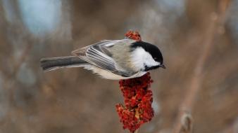 Chickadee birds macro nature wallpaper