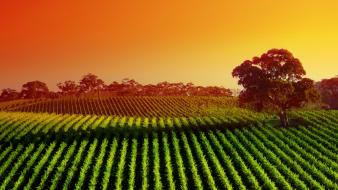 Farmland fields nature shadows sunlight wallpaper