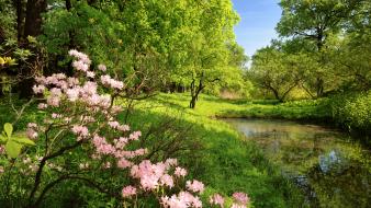 Forests grass landscapes rivers trees wallpaper