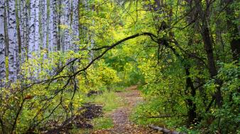 Forests land landscapes mountains nature wallpaper