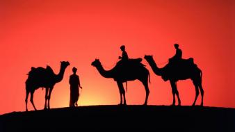 India animals camels nature sand dunes wallpaper