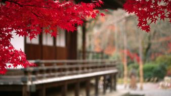 Japanese trees wallpaper