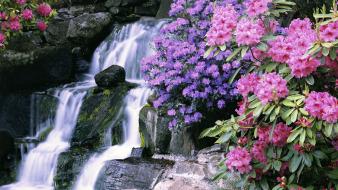 Oregon portland rhododendron azaleas crystals wallpaper