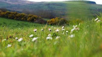 Russia flowers grass meadows nature wallpaper