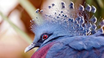 Victoria crowned pigeon birds feathers nature red eyes wallpaper