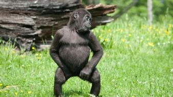 Animals baby gorillas grass monkeys wallpaper