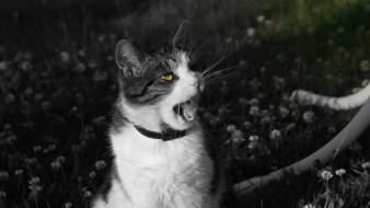 Animals black and white cats wallpaper