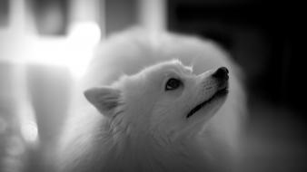 Animals black and white eyes blurred background wallpaper