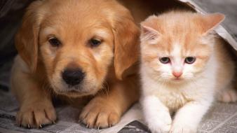 Animals cats dogs kittens nature wallpaper