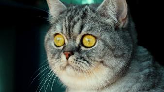 Animals cats eyes whiskers yellow wallpaper