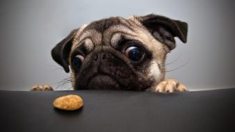 Animals dogs funny pug wallpaper